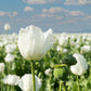 250 PERSIAN WHITE POPPY Papaver Somniferum Flower Seeds