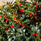 40 ENGLISH HOLLY Ilex Aquifolium aka European Common or Christmas Holly Evergreen Tree Shrub Berry Seeds