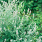 1500 LEMON BALM Melissa Officinalis Lemonbalm Fragrant Herb / Flower Seeds