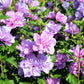 50 Mixed Colors ROSE Of SHARON HIBISCUS Syriacus Flower Tree Bush Seeds Mix