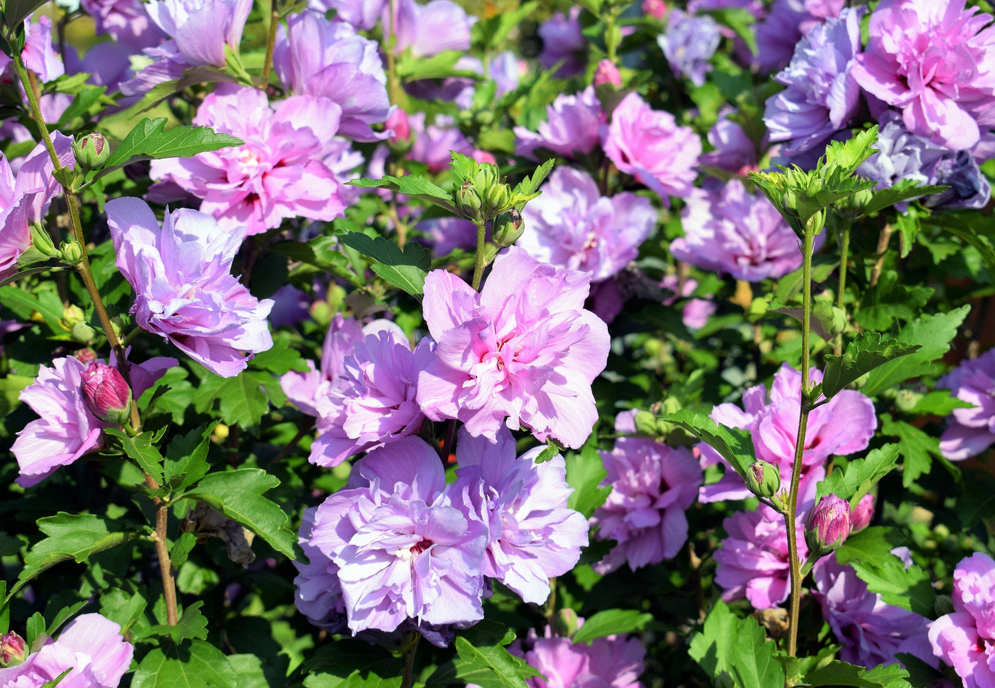 50 Mixed Colors ROSE Of SHARON HIBISCUS Syriacus Flower Tree Bush Seeds Mix