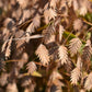 100 RIVER OATS (Northern Sea Oats / Inland Oats) Ornamental Uniola Latifolia Grass Seeds
