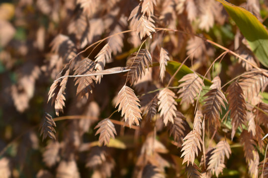100 RIVER OATS (Northern Sea Oats / Inland Oats) Ornamental Uniola Latifolia Grass Seeds