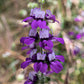 500 CHINESE HOUSES Pagodas Collinsia Heterophylla Flower Seeds