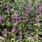 500 CHINESE HOUSES Pagodas Collinsia Heterophylla Flower Seeds