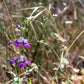 500 CHINESE HOUSES Pagodas Collinsia Heterophylla Flower Seeds