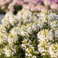 200 WHITE QUEEN CLEOME (Spider Flower) Cleome Hassleriana Cleome Spinosa Flower Seeds
