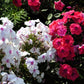 20 MEADOW PHLOX Maculata Mixed Colors Wild Sweet William Native Hummingbird Flower Seeds