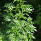 1000 COMMON MUGWORT Artemisia Vulgaris Wild Wormwood Herb Yellow Red Flower Seeds