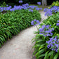 25 BLUE LILY of the NILE Agapanthus Orientalis African Lily Flower Seeds