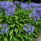 25 BLUE LILY of the NILE Agapanthus Orientalis African Lily Flower Seeds