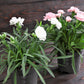 50 WHITE CARNATION Dianthus Caryophyllus Grenadin Flower Seeds