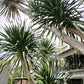50 CABBAGE PALM / GIANT DRACAENA Australis Cordyline Tree Houseplant Seeds