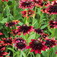 20 CHERRY BRANDY RUDBECKIA Hirta Bicolor Red Black Eyed Susan Flower Seeds