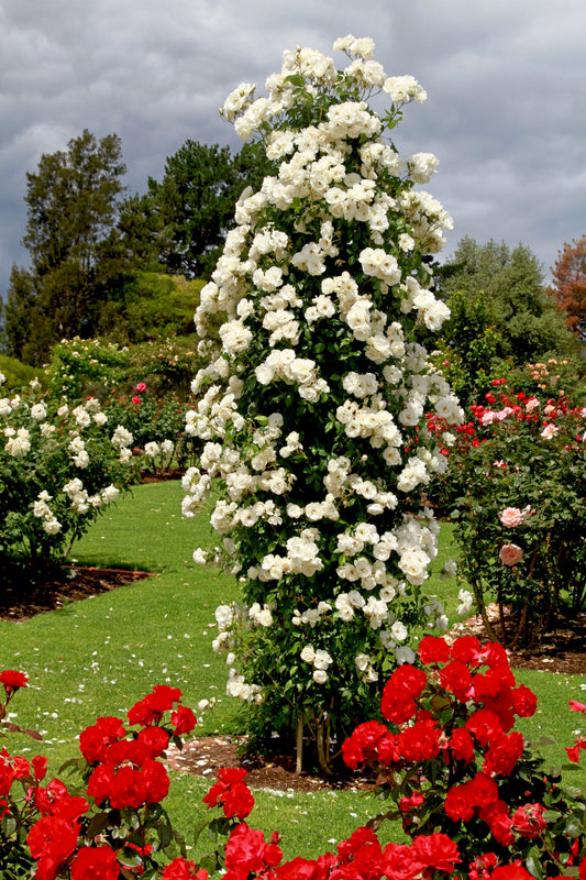 5 WHITE CLIMBING ROSE Rosa Bush Vine Climber Fragrant Butterfly Flower Seeds