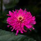 300 Burpeeana Giant Mix CACTUS FLOWERED ZINNIA Elegans Flower Seeds