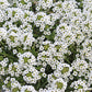 1000 WHITE SWEET ALYSSUM Carpet Of Snow Lobularia Maritima Flower Seeds