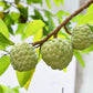 15 SUGAR APPLE Sweetsop Custard Apple Annona Squamosa Sweet Delicious Edible Fruit Tree Seeds