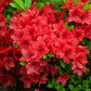 10 RED CUMBERLAND AZALEA Rhododendron Cumberlandense Bush Shrub Flower Seeds
