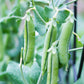 50 SUGAR ANN PEA Stringless Sweet Green Snap Pisum Sativum Vegetable Seeds