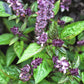 1000 CINNAMON BASIL Ocimum Basilicum HERB Flower Seeds