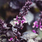 500 DARK OPAL BASIL (Purple Ruffles) Ocimum Basilicum Herb Flower Seeds