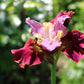 20 MIXED SIBERIAN IRIS Sibirica Iris Bicolor Blue Red White Yellow Purple Siberian Flag Flower Seeds