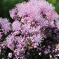 5 COLUMBINE MEADOW RUE Thalictrum Aquilegifolium Purple Pink Flower Seeds