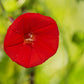 30 CARDINAL CLIMBER VINE Ipomea Quamoclit Red Flower Seeds