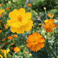 300 BRIGHT LIGHTS COSMOS Mix Mixed Colors Red Orange Yel Bipinnatus Flower Seeds