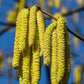 5 EUROPEAN HAZELNUT TREE aka Common Filbert Corylus Avellana Fruit Nut Seeds