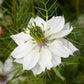 500 White LOVE IN A MIST ( Fennel Flower ) Nigella Damascena Flower Seeds