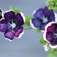 50 PENNIE BLACK - NEMOPHILA Discoidalis Penny White Flower Seeds
