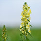 500 BUTTER & EGGS TOADFLAX Linaria Vulgaris Wild Snapdragon Bicolor Yellow Flower Seeds