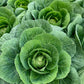 500 Early JERSEY WAKEFIELD CABBAGE Brassica Oleracea Capitata Vegetable Seeds