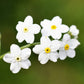 100 Victoria WHITE FORGET Me NOT Myosotis Alpestris Shade or Sun Flower Seeds