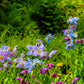 10 VIOLET HIMALAYAN POPPY Meconopsis Betonicifolia Purple Hensol Flower Seeds
