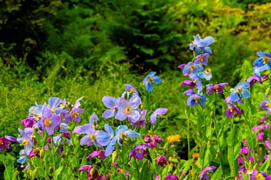 10 MIXED HIMALAYAN POPPY Blue Red Violet Meconopsis Napaulensis Mix Flower Seeds