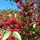 50 RED CHOKEBERRY Aronia Arbutifolia White Flower Fruit Shrub Seeds