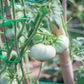 50 WHITE Wonder BEEFSTEAK TOMATO Lycopersicon 1 - 2 lb Fruit Vegetable Seeds
