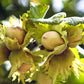 5 AMERICAN HAZELNUT TREE aka Filbert Corylus Americana Fruit Nut Seeds