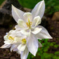 25 CRYSTAL STAR White COLUMBINE Aquilegia Caerulea Flower Seeds