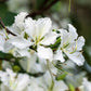 10 WHITE ORCHID TREE Bauhinia Alba syn Variegata Candida Hawaiian Mountain Ebony Camel's Foot Butterfly Flower Tree Hummingbird Seed