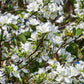 10 WHITE ORCHID TREE Bauhinia Alba syn Variegata Candida Hawaiian Mountain Ebony Camel's Foot Butterfly Flower Tree Hummingbird Seed