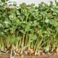 500 OLD FASHIONED MUSTARD Ragged Edge Brassica Juncea Vegetable Seeds