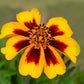 400 Dainty MARIETTA FRENCH MARIGOLD Tagetes Patula Red & Yellow Flower Seeds