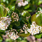50 BLACK CHOKEBERRY Aronia Melanocarpa White Flower Fruit Shrub Seeds