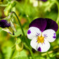 100 JOHNNY JUMP UP Violet Viola Tricolor Flower Seeds