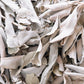 75 Sacred California WHITE SAGE Salvia Apiana Shrub Silver Folliage Native Smudge Seeds