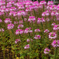 200 ROSE QUEEN CLEOME Hassleriana Spinosa Pink Spider Flower Seeds